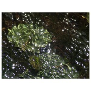 Water reflections in a river in summer, small plants in water, and starry lights.